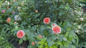 Цветник с пионами и розами💐 29 мая 26г🌿