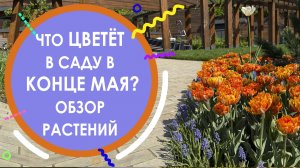 Что цветёт в саду в конце мая? Обзор растений и идеи для сада