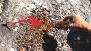 Вот как получают сардинное масло, из которого делают лучшую приманку для ловли всех видов рыбы