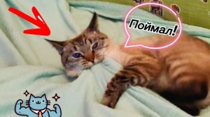 😂😉😛Игривый Аксель: погоня за неопознанным объектом🙀☺️😹