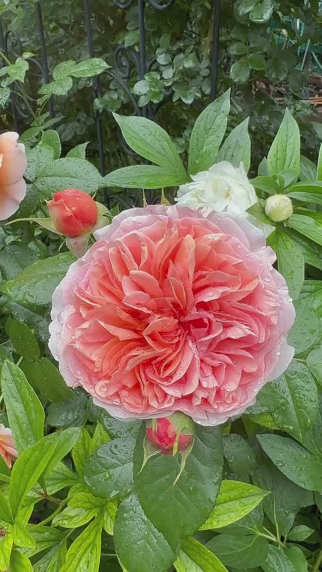 Чиппендейл дождливым утром 🌸☔️🌸☔️🌸 смотреть онлайн