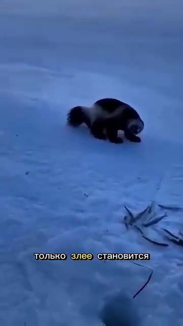 Росомаха самый отбитый зверь леса