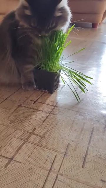 Ой как вкусно...