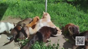 Во дворе суета, надо накормить кота, да кота не одного, у меня их ого-го! 😻😽🐱