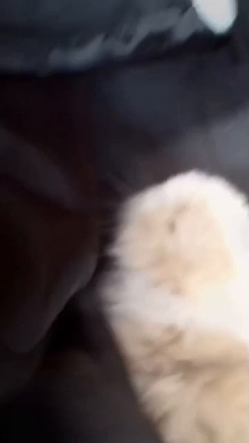 кролики❤️❤️❤️🐰🐰🐰❤️❤️❤️🐇🐇🐇❤️❤️❤️ смотреть онлайн