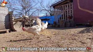 Курочки дворовые селяночки лучшие беспородные несушки 🥚 (15)
