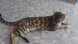 Бои без правил. Сейка донимает Масю. Бенгальская кошка против вислоухой.
