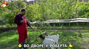 Содержание кур в домашних условиях и других птиц во дворе у Роберта 🐣🐤🦆🐔🪿🦃 (510)