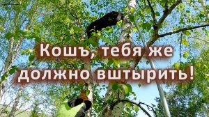 Кошка и валерьянка.. опять