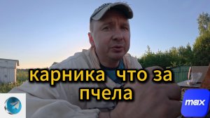 Плюсы и минусы Породы Карника #пчеловодство #топ