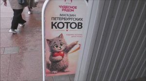 Снова о котах Петербурга. Магазин и сами котики. 29.05.26