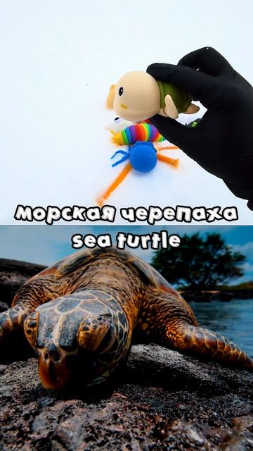 Учим и смотрим на животный мир для детей: панда, морская черепаха, осьминог, краб