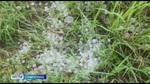 Град ударил по зерновым в Курском округе Ставрополья