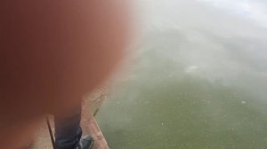 Вываживание карпа 9-й водоём РК «Фишка Петряиха»