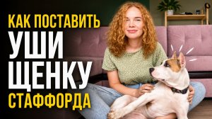 Как поставить уши Щенок Cтаффорда ЮМИ