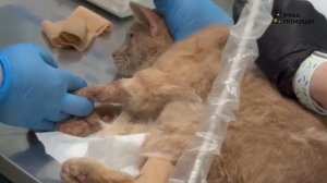 Спасаем кота с переломом позвоночника