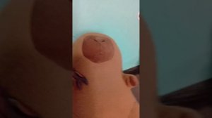 капибара гигант 1 серия