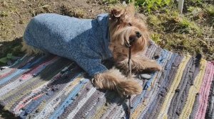Майская страда ...🌷☀🐕⛱😅
