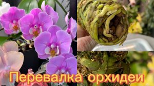 ПЕРЕСАДКА орхидеи в МОХ и кокосовое волокно ✅ #орхидеи