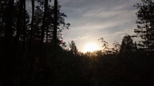 Лес после дождя 🌳🌅