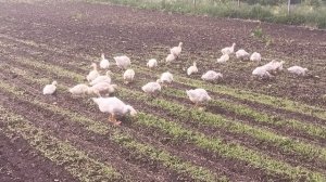 Гусята и утята помогают пропалывать грядки с картошкой, заодно и удобряют.
