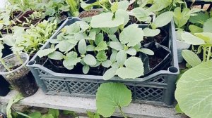 Сажаем огурцы 🥒 в ящики из под фруктов