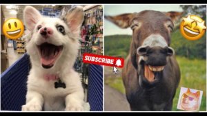 🍿 Ржака до слез🤩 Смешные животные с классной озвучкой🤣 Такого вы ещё не видели💥  📺 720p  💙