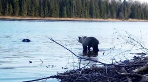 Медведь разнял бобров во время драки в Нижне-Свирском заповеднике.