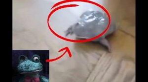 |ФРОГГИ НАСТОЯЩИЙ🫪|  (не фуйк)