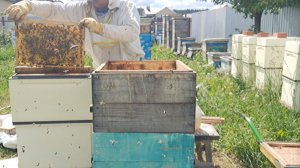 Пересаживаю полуторорамочного зимовалого слабыша из пеноулика в два корпуса дадана