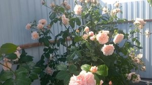 Розы и ливни