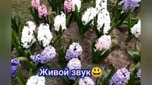 Первоцветы в Гатчине(Питер) от подруги
