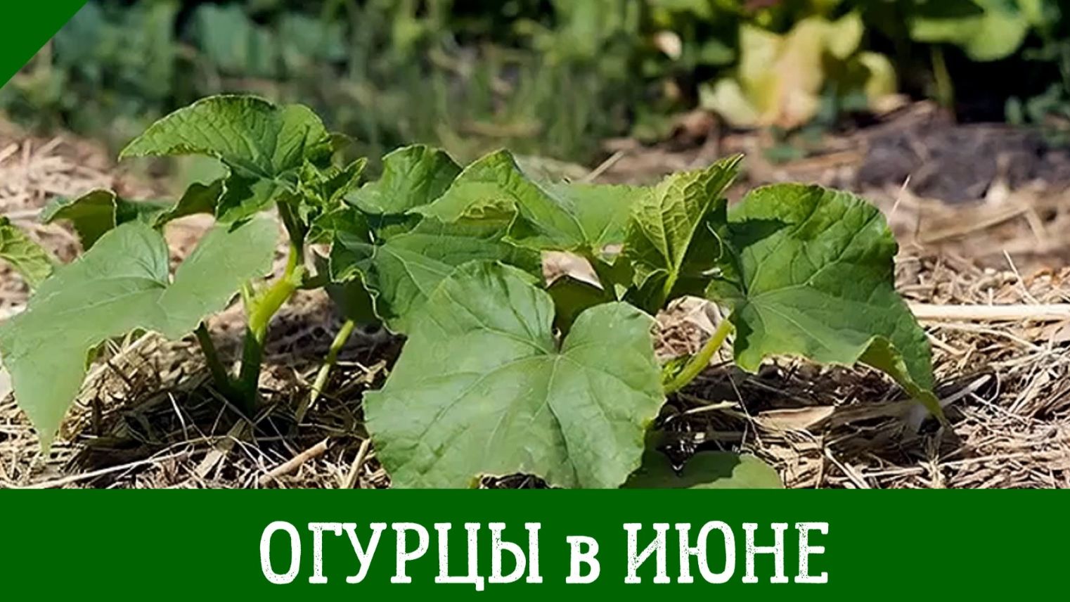Огурцы в июне: Чем подкормить ОГУРЦЫ В ИЮНЕ для активного роста, цветения и завязей смотреть онлайн