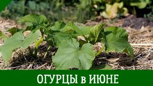 Огурцы в июне: Чем подкормить ОГУРЦЫ В ИЮНЕ для активного роста, цветения и завязей