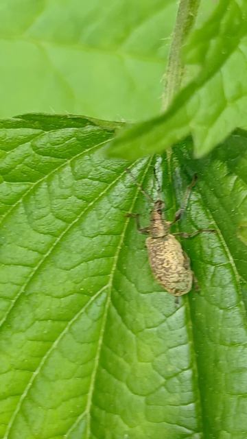Долгоносик крапивный (лат. Phyllobius urticae) — вид долгоносиков-скосарей из подсемейства Entiminae смотреть онлайн