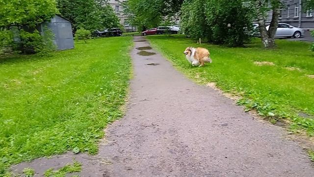 Прогулка, беготня, май 26 - 3