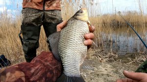 КАРАСЬ КАМЫШ ВЕСНА! ЛОВЛЯ КАРАСЯ НА БОКОВОЙ КИВОК
