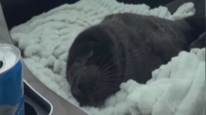 На Ладоге волонтёры поливали измученную нерпу из чайника