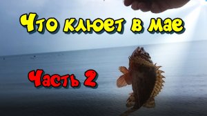 Сюрпризы погоды. Что клюет в мае на Черном море. Часть 2