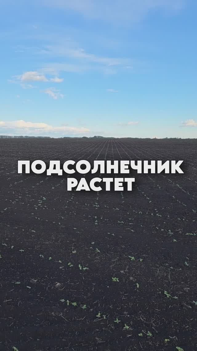 Промежуточный результат подсолнечника #AUM #YogaFerma #сельскоехозяйство #подсолнечник #поле #фермер