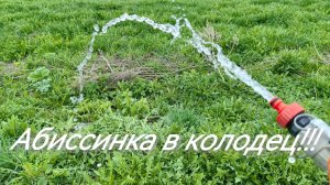 Абиссинская скважина в колодце!!!