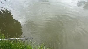 Поимки осетров