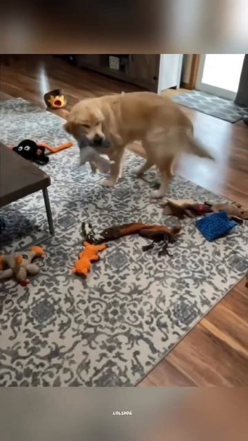 Dogs Teaching Manners, Flashing Smiles, And Reaching Their Baby Limit