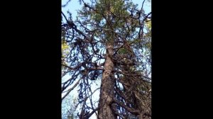 Невидимка на дереве Invisible Man on the Tree