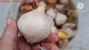 ЗИМНИЙ ЧЕСНОК САЖАЮ ВЕСНОЙ