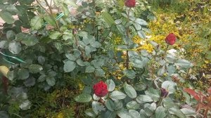 Розы и ливни 2ч.