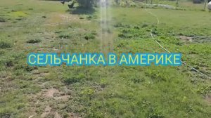 Сельчанка в Америке КАК СЕБЯ ЧУВСТВУЕТ КОТИК БОЛТ