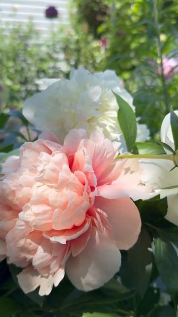 Дюшес🕊️ и Глоуинг Распберри Роуз 🌸 смотреть онлайн