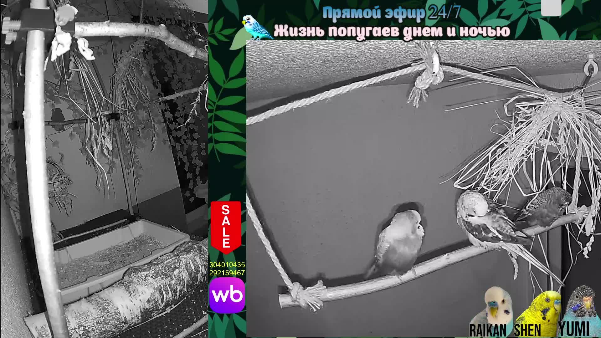 Волнистые попугаи 🦜🦜🦜 | авиарий на балконе📍