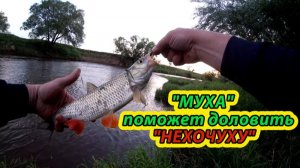 Ловля голавля. Голавль атакует 39 Поклевки голавля на спиннинг Классные поклевки голавля на спиннинг